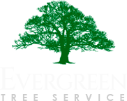 Evergreen Tree Service | Serving Stockton, Lodi, Woodbridge, French Camp, Tracy, Manteca, Ripon, and Galt