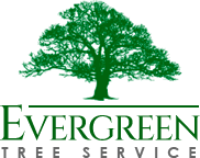 Evergreen Tree Service | Serving Stockton, Lodi, Woodbridge, French Camp, Tracy, Manteca, Ripon, and Galt